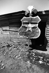 Escudo nacional acribillado de balas en toma de tierras en comuna La Granja - Chile